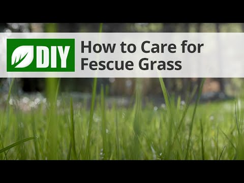  How to Care for Fescue Grass Video 