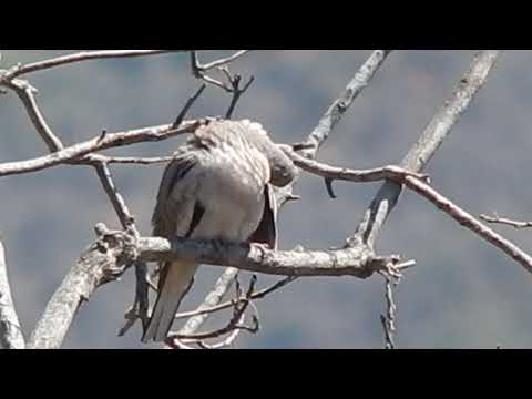 Tortolita cuyana (Columbina picui) 2-10-21