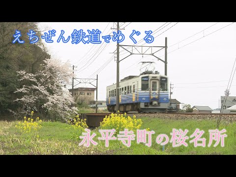 えちぜん鉄道でめぐる、永平寺町の桜名所