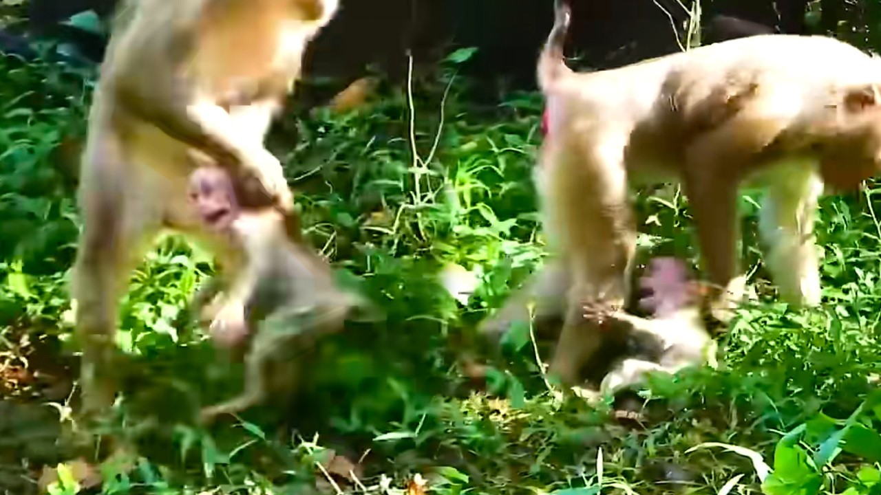 The mischievous baby monkey gets a good scolding from its mother.