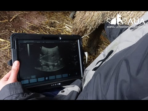 Sheep scanning: pregnant Wensleydale ewes