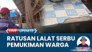 Warga di Sanggalangi Toraja Utara Geger, Ratusan Lalat Menyerang Permukiman Imbas Peternakan Ayam