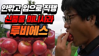 사과 깎아먹는 시대 끝! 껍질째 한입 루비에스 식재 3년차 결과 공개
