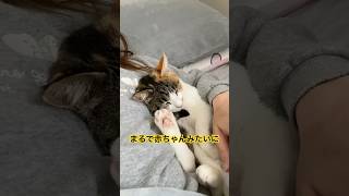 【大家族】赤ちゃんみたいに一緒に寝る保護猫ちゃんが可愛すぎる🤣　#shorts #癒し #猫のいる暮らし