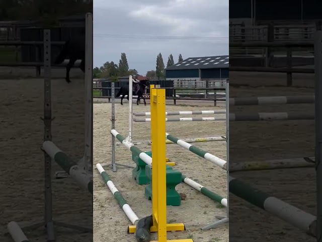 Poney New Forest polyvalente et attachante