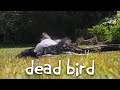 Dead Bird - An Original Song | Ben Pisacane