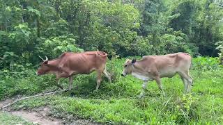 Exploring the peaceful life in the countryside #peacefullife