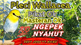 Download lagu Pleci Wallacea // suara pleci wallacea gacor cocok untuk pikat dan masteran serta pancingan bunyi ‼️ mp3 Download lagu Pleci Wallacea // suara pleci wallacea gacor cocok untuk pikat dan masteran serta pancingan bunyi ‼️ mp3