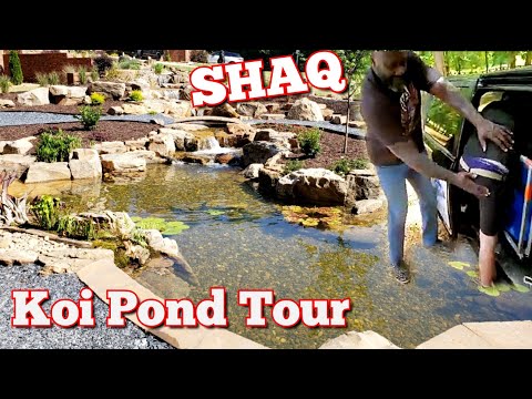 Shaquille O'Neal Spanked Josh and see his Massive new pond tour in 4k