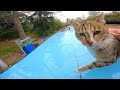 Adorable Hungry Tabby Cat Demands Food With Loud Meows