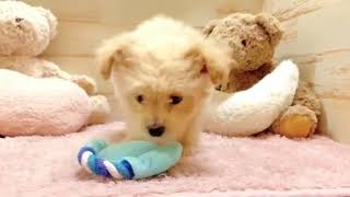 ハーフ犬の動画01