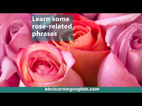 バラに関連したフレーズを学びましょう