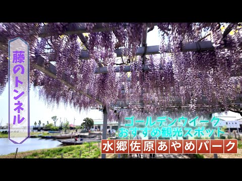 水郷佐原あやめパーク観藤会