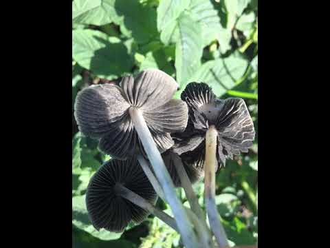 Children of MaryJane - Kabutehanz