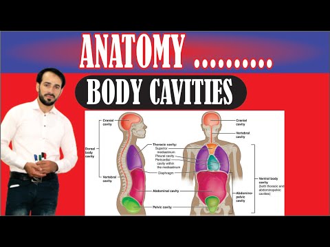Body Cavities | Ventral and Dorsal Cavities | Explained Easily