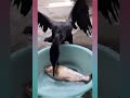 Cormorant Eating Big Fish Short