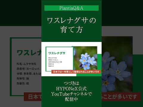 美しいディプラデニアの育て方 施肥維持 水やり