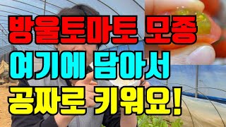 맛있는 방울토마토가 있으면 하나만 남겨뒀다 심어보세요.