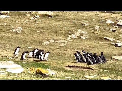 Two groups of penguins stop for a chat | Rockhopper penguins | Falkland Islands || WooGlobe Penguins