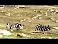 Two Groups Of Penguins Stop For A Chat Rockhopper Penguins Falkland Islands WooGlobe Penguins