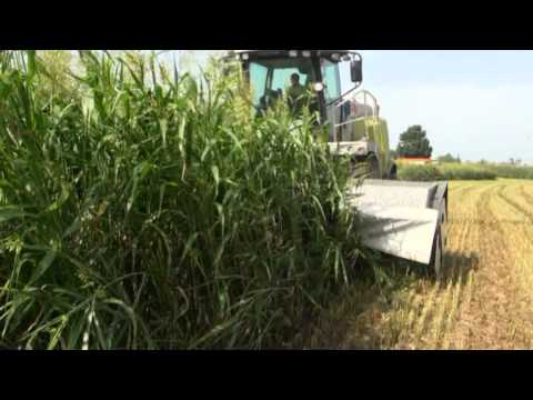 DOMINONI MPD 610 CLAAS 950 SORGO (1)