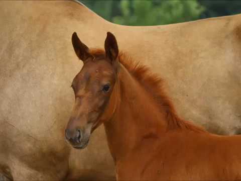 Dialon von Worrenberg, Diamant de Semilly x Toulon x Darco, geb. 24. April 2017