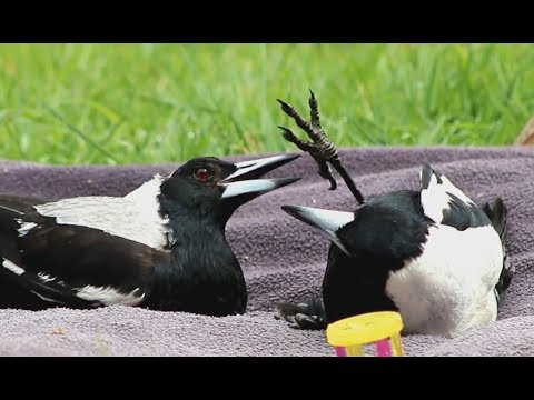Altruism in birds? Magpies have outwitted scientists by helping each ...