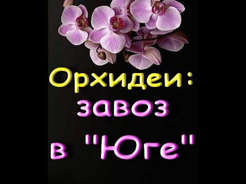 ЗАВОЗ прекрасных ОРХИДЕЙ в "Юге",24.06.20,Самара,ул.Авиационная,8.