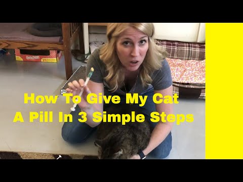 How To Give My Cat A Pill In 3 Simple Steps