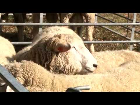, title : 'Svatováclavský nákupní trh a výstava ovcí a koz'