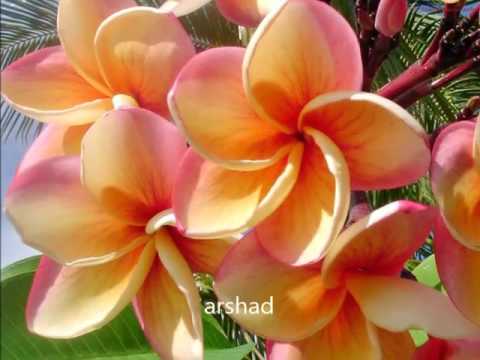 Nare Jabona Jabona (Best Quality)_Shenaz Rahmatullah.