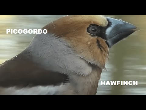 PICOGORDO | HAWFINCH | Coccothraustes coccothraustes