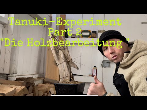 Tanuki Experiment Part 2 Die Holzbehandlung  Bonsai 06/22
