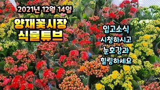 양재꽃시장 식물튜브  [서향동백, 나비수국, 석화, 씨크라멘, 푸테리스 알보, 피라칸샤스 등등 ]   #양재…