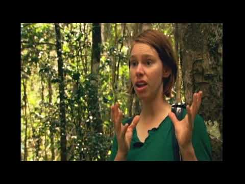 BBC Wonders of Life - Endless forms most beautiful - Crematogaster carton nests