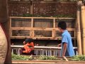 AR123 Peternakan Kelinci Mp4