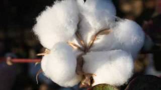 Cotton in Bloom in Hartsville, South Carolina