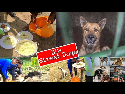 Day1 30+ Street dogs feeding 🐕❤| #dogs_lover | The animals nation organization❤