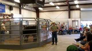 preview picture of video 'Black Classic Cattle Auction'