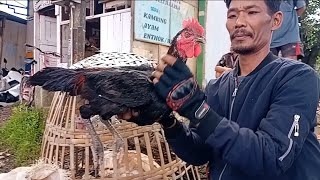 Download lagu PRICE UPDATE FOR PELUNG CHICKENS, TURKEYS, TRONTON MUSHROOM CHICKENS, ETC. AT SUMPIUH MARKET mp3