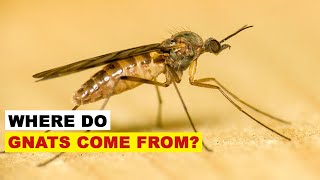 Where Do Gnats Come From?