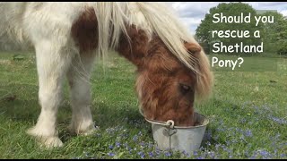 Should you rescue a Shetland Pony TV EP 391