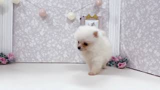 ポメラニアンの動画01