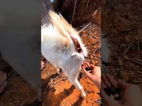 chocolate lovers #shorts