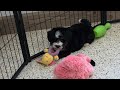 Mini Bernedoodle dogs for sale: Aiden - Video 1
