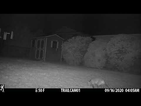 2 foxes backyard 16SEPT2020 0405am