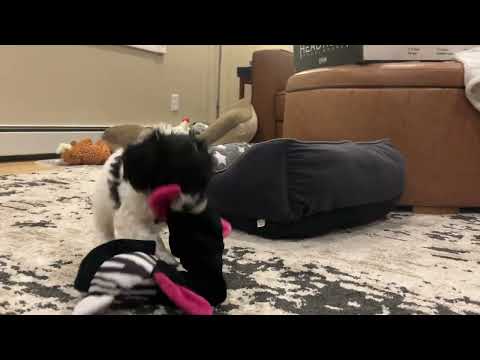 Cockapoo puppy named Jersey 