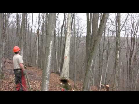 Sometimes a Great Notion