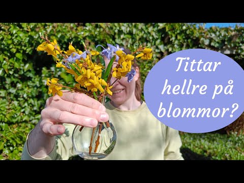 Jag dokumenterar allt — utom människor? (Och trädgårdsvlogg: Vår i trädgården)