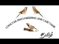 Longtail Finch Breeding And Care Tamil